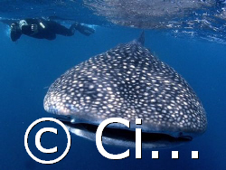 it does not seems but have to swim fast with this wonderf... by Cipriano (ripli) Gonzalez 